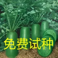 冰糖水果萝卜种子生吃脆甜水果萝卜农家蔬菜种孑四季播绿萝卜种籽