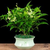 夜来香盆栽花香驱蚊四季青开花不断浓香花卉驱蚊植物花草净化空气