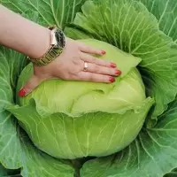 京丰一号甘蓝种子高产秋播阳台蔬菜种孑包菜种子农家菜园卷心菜籽
