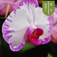 蝴蝶兰花苗带花苞盆栽带花剑花卉室内绿植物易活四季开花鲜花大苗