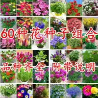 花种子四季易活组合套餐阳台盆栽多种花籽多年生播种室内花卉种子