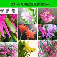 蟹爪兰肥料肥仙人掌花肥多肉植物营养液蟹爪兰促花肥料通用