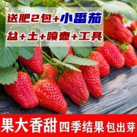 奶油草莓种子四季结果室内阳台盆栽水果种子庭院高产水果草莓种子