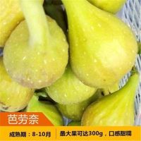 无花果树苗 耐寒地栽大盆栽阳台矮化波姬红当年结果南北方种植|芭劳奈 二年小苗