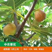 无花果树苗 耐寒地栽大盆栽阳台矮化波姬红当年结果南北方种植|中农寒优 六年苗当年结果丰产