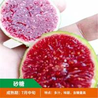 无花果树苗 耐寒地栽大盆栽阳台矮化波姬红当年结果南北方种植|砂糖 八年苗当年结果爆满