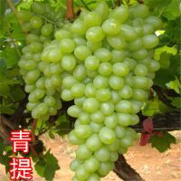 葡萄苗带土带叶新品种葡萄树苗盆栽庭院爬藤南北方种植当年结果|青提 4年苗[1棵装]
