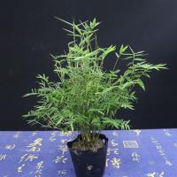 米竹盆景植物室内微观盆景凤尾竹竹观赏竹子庭院小型米竹盆栽|米竹[30棵]连体苗带土
