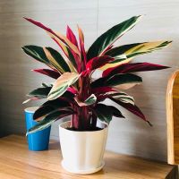 凤凰羽水培七彩竹芋植物室内绿植花卉盆栽水养好养客厅花