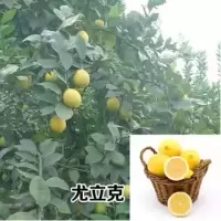 柠檬树 盆栽 柠檬树苗 盆栽带果 柠檬苗 柠檬苗四季结果|尤力克柠檬 3年苗(当年开花结果)买一棵送一棵