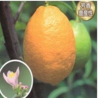 柠檬树 盆栽 柠檬树苗 盆栽带果 柠檬苗 柠檬苗四季结果|香水柠檬 5年苗(带果发货)