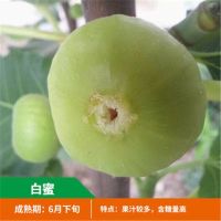 无花果树苗 地栽庭院大耐寒盆栽阳台波姬红当年结果南北方种植|白蜜 六年苗当年结果丰产