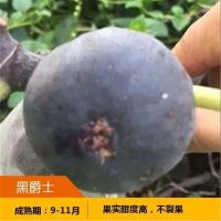 无花果树苗 地栽庭院大耐寒盆栽阳台波姬红当年结果南北方种植|黑爵士 当年结果苗[一棵装]