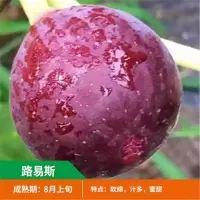 无花果树苗 地栽庭院大耐寒盆栽阳台波姬红当年结果南北方种植|路易斯 当年结果苗[一棵装]