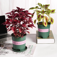 彩叶草盆栽花卉五彩苏观叶植物室内阳台庭院清心草办公室好养绿植