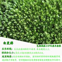 苔藓微景观鲜活植物铺面盆景草种子鱼缸苔藓生态瓶养龟造景|15*8厘米白发藓5送5发10份