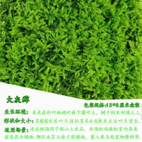 苔藓微景观鲜活植物铺面盆景草种子鱼缸苔藓生态瓶养龟造景|15*8厘米大灰藓5送5发10份