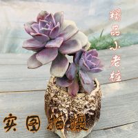 紫乐 多肉植物景天科老桩紫乐盆栽云南基地直发