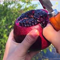 突尼斯无仔软籽石榴树苗石榴花盆栽地栽盆景室内阳台庭院绿植花卉|黑软籽石榴 精品六年苗[拍一发二]