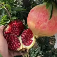 突尼斯无仔软籽石榴树苗石榴花盆栽地栽盆景室内阳台庭院绿植花卉|无仔石榴 优质三年苗[拍一发二]