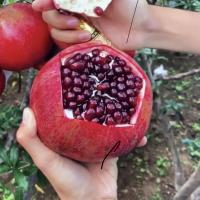 突尼斯无仔软籽石榴树苗石榴花盆栽地栽盆景室内阳台庭院绿植花卉|黑玛瑙石榴 优质五年苗[中量果]