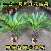 铁树盆景植物盆栽四季常青室外内客厅办公室庭院阳台苏铁耐寒绿植