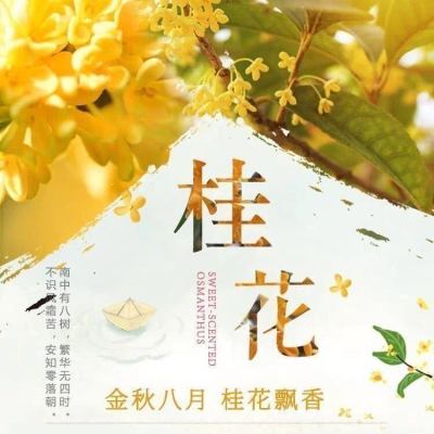 桂花树苗盆栽四季开花浓香型清香浓郁月桂金桂四季桂阳台庭院绿植