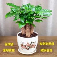 发树盆栽室内客厅桌面绿植小盆景大发树苗招树吸甲醛植物