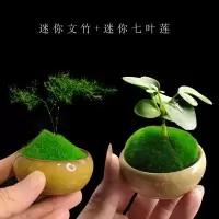 组合盆栽创意迷你六月雪文竹罗汉松鸭脚木室内办公桌摆好养微绿植|特惠带盆组合【七叶莲+文竹】