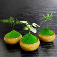 组合盆栽创意迷你六月雪文竹罗汉松鸭脚木室内办公桌摆好养微绿植|特惠组合【罗汉松+文竹+七叶莲】