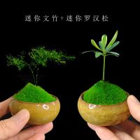 组合盆栽创意迷你六月雪文竹罗汉松鸭脚木室内办公桌摆好养微绿植|组合套餐[文竹+罗汉松]