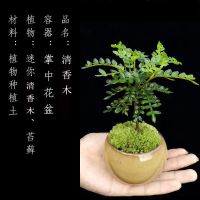 组合盆栽创意迷你六月雪文竹罗汉松鸭脚木室内办公桌摆好养微绿植|掌中盆栽[清香木+冰裂盆]