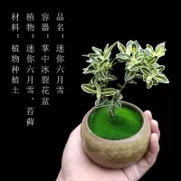 组合盆栽创意迷你六月雪文竹罗汉松鸭脚木室内办公桌摆好养微绿植|掌中盆栽[六月雪+冰裂盆]