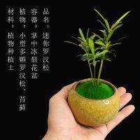 组合盆栽创意迷你六月雪文竹罗汉松鸭脚木室内办公桌摆好养微绿植|掌中盆栽[罗汉松+冰裂盆]