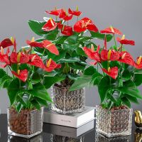 四季开花红掌白掌花卉盆栽易活大盆室内水培水养大叶客厅植物