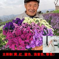 干花勿忘我云南昆明基地满天星干花配材装饰花束勿忘我永生花|勿忘我5色[不带白色] 1斤花(带一个白色花瓶)
