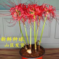 彼岸花种球一斤约25个曼珠沙华种子石蒜花卉盆栽庭院绿植观花植物