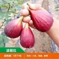无花果树苗 耐寒地栽大盆栽阳台矮化波姬红当年结果南北方种植|波姬红 当年结果苗[一棵装]