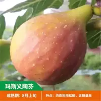 无花果树苗 耐寒地栽大盆栽阳台矮化波姬红当年结果南北方种植|玛斯义陶芬 三年苗明年结果