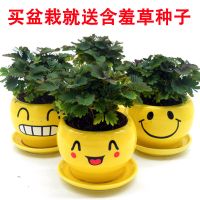 含羞草植物盆栽办公室内阳台绿植一碰闭合迷你害羞草小盆栽大苗