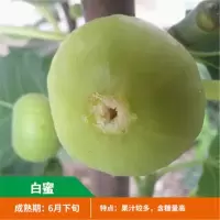 无花果树苗 地栽庭院大耐寒盆栽阳台波姬红当年结果南北方种植|白蜜 二年小苗[买一送四]