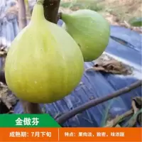 无花果树苗 地栽庭院大耐寒盆栽阳台波姬红当年结果南北方种植|金傲芬 二年小苗[买一送四]