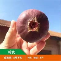 无花果树苗 地栽庭院大耐寒盆栽阳台波姬红当年结果南北方种植|哈代 当年结果苗[一棵装]