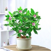 金边瑞香盆栽室内盆栽秋天开花冬天开花期长好看盆景香气浓郁