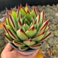 乌木多肉植物盆栽群生基地控养云南多肉