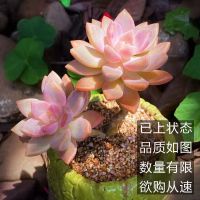 老桩多肉植物萌肉肉可爱室内小盆栽花卉大全好养大颗大