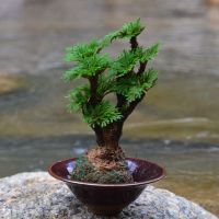 卷柏九死还魂草假山组合吸水石菖蒲桌面花卉植物微型盆景盆栽兰花