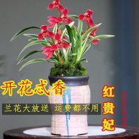 建漳州基地 金边矮种兰花苗 带艺 建兰四季兰花卉盆栽