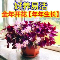 四季开花紫叶酢浆草种球绿植盆栽植物花种子庭院室内室外花卉好养