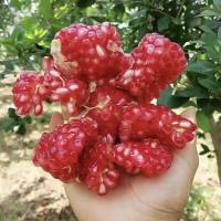 突尼斯无仔软籽石榴树苗石榴花盆栽地栽盆景室内阳台庭院绿植花卉|河阴软子石榴 一年苗[拍一发二]